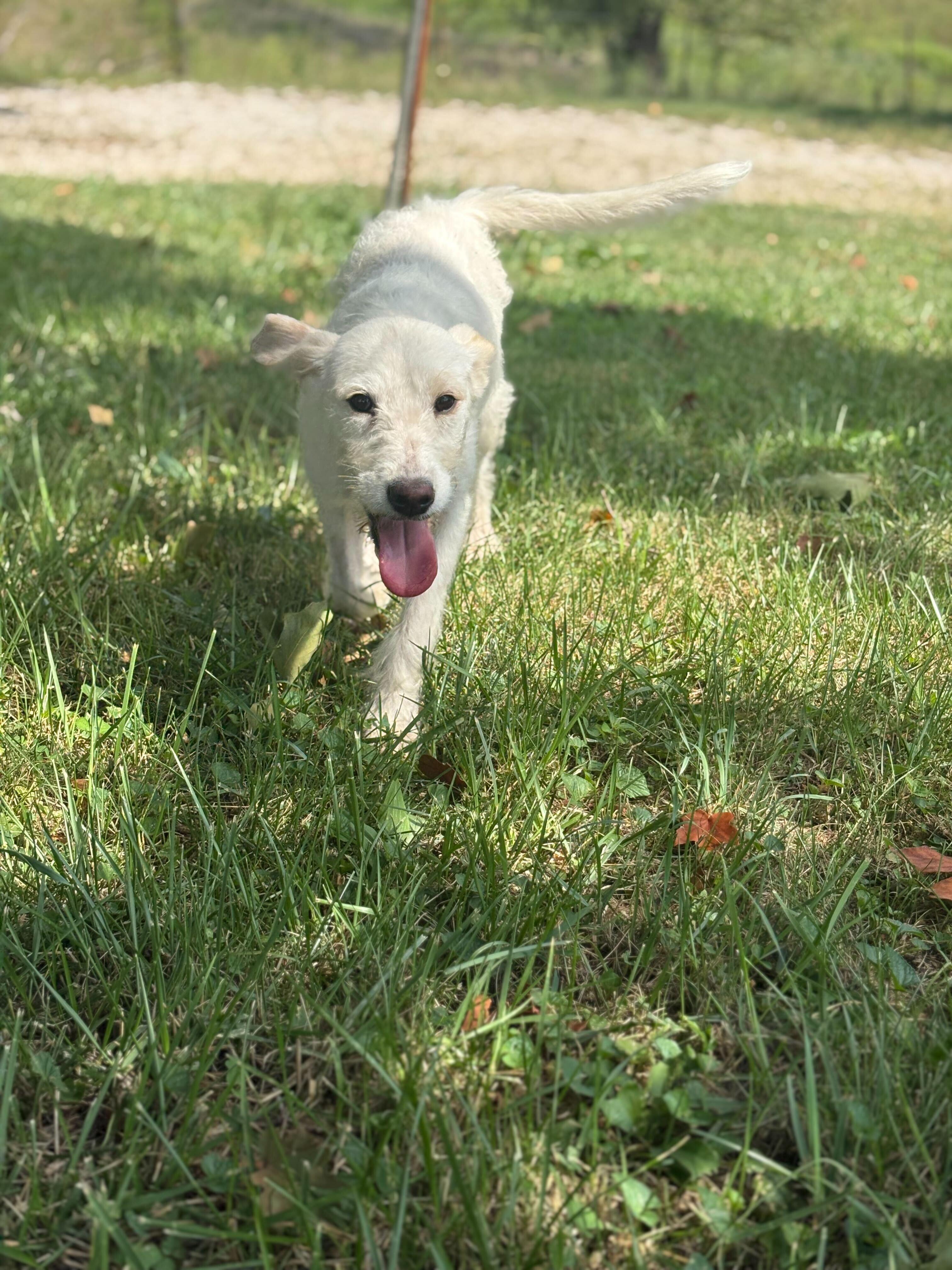 Enlarge Lucy Mae, a Adopted mixed breed in Clarksburg, MO image 4/4