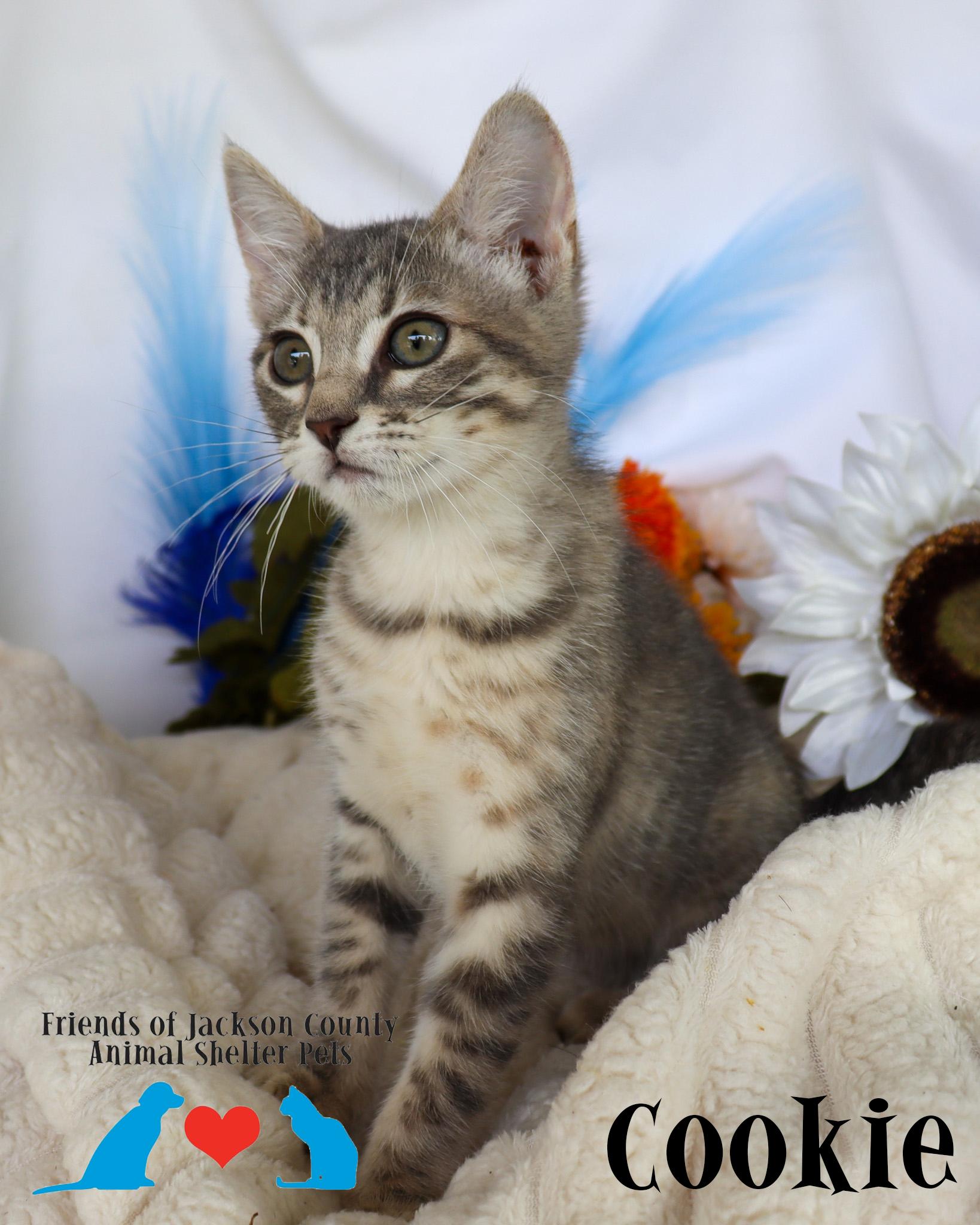 Enlarge Cookie, a ADOPTABLE Domestic Short Hair in Ocean Springs, MS image 5/5