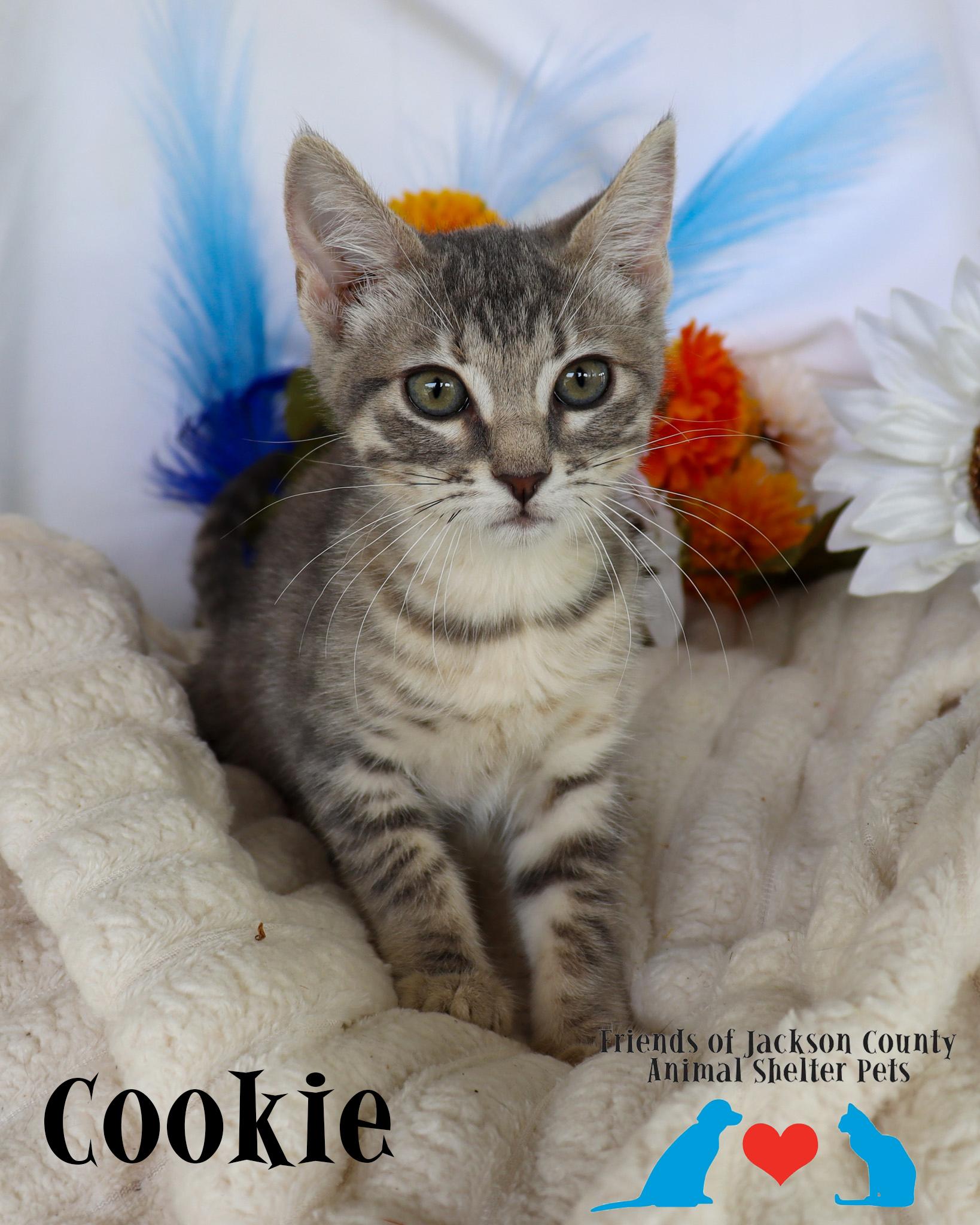 Enlarge Cookie, a ADOPTABLE Domestic Short Hair in Ocean Springs, MS image 2/5