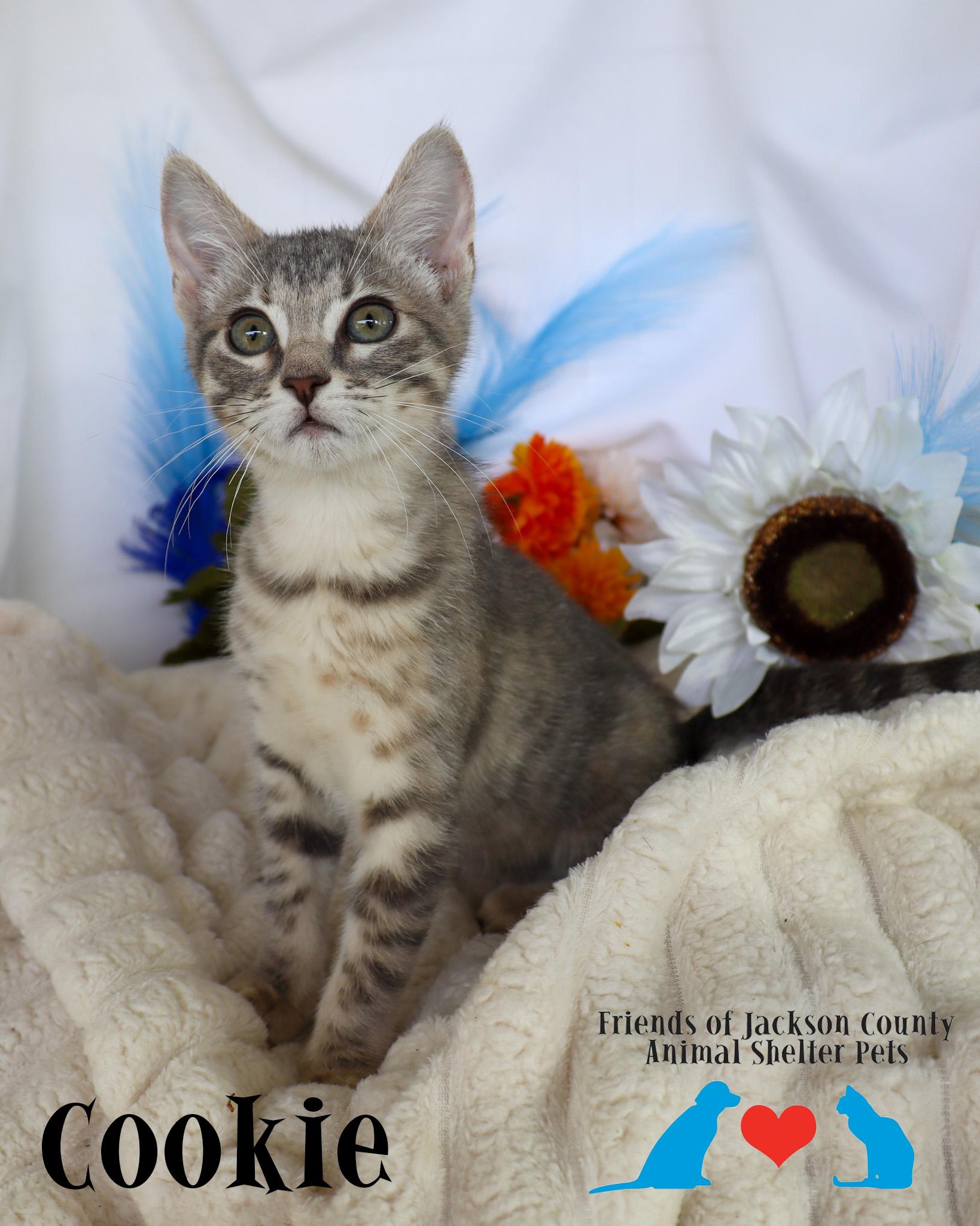Enlarge Cookie, a ADOPTABLE Domestic Short Hair in Ocean Springs, MS image 3/5