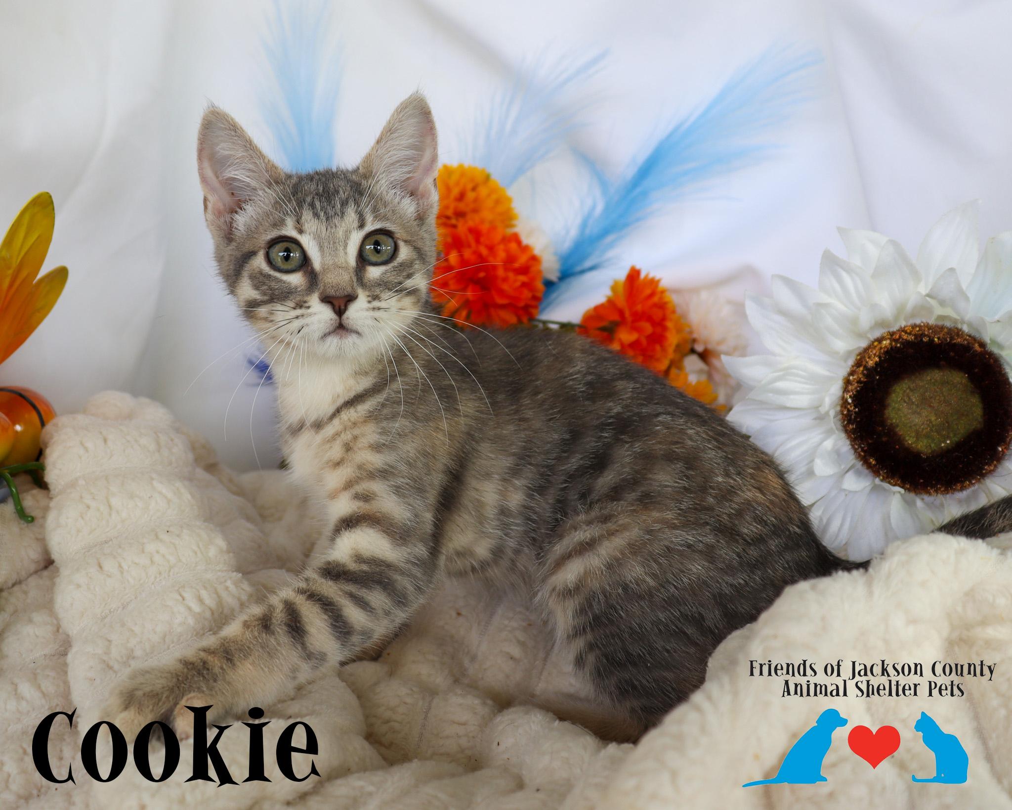 Cookie, ADOPTABLE, Kitten Female Domestic Short Hair.