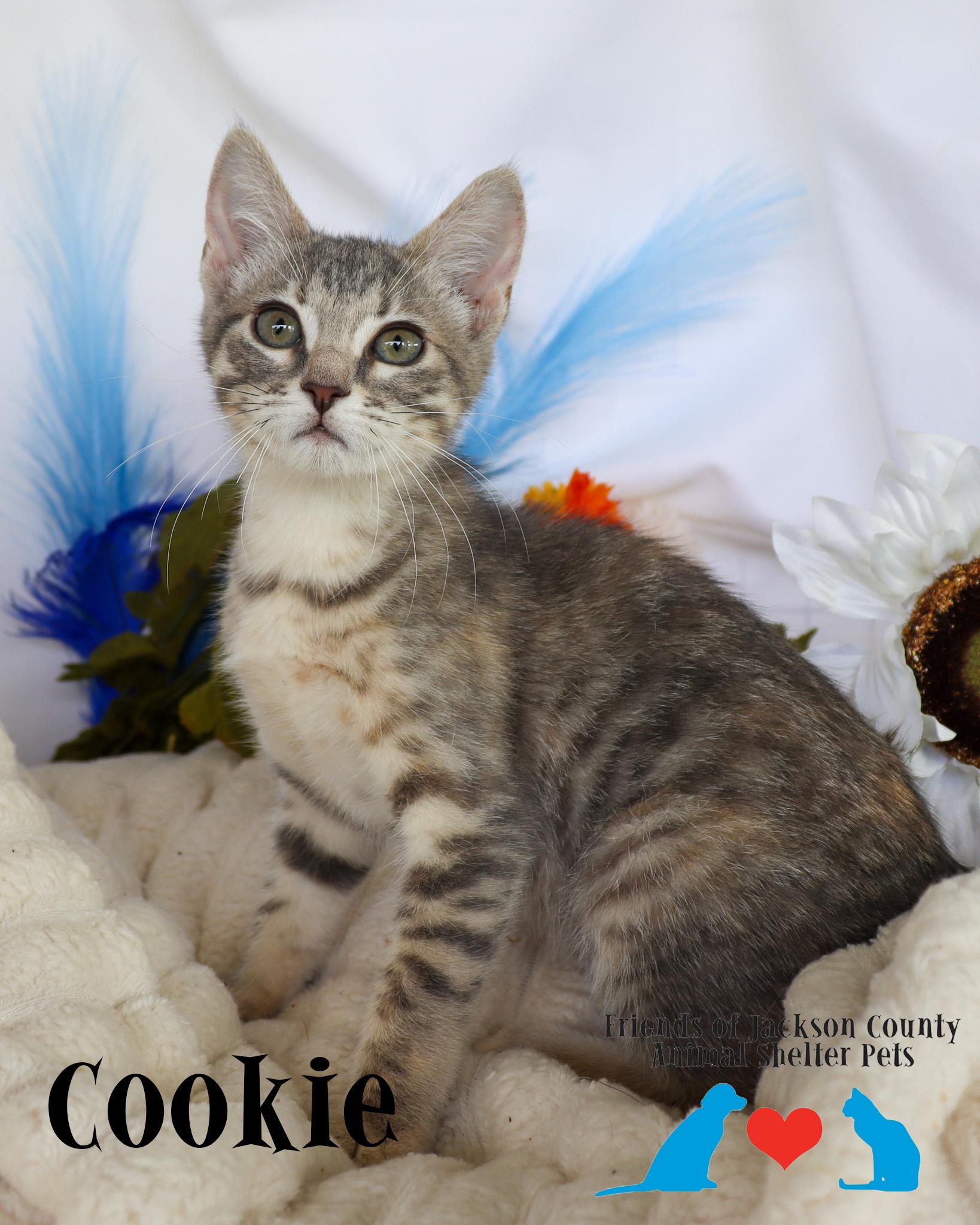 Enlarge Cookie, a ADOPTABLE Domestic Short Hair in Ocean Springs, MS image 4/5