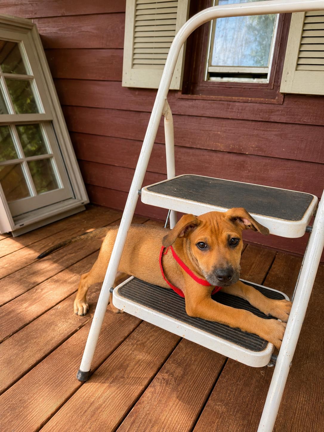 Zoey, an adopted mixed breed in Hickory, NC image 3/6