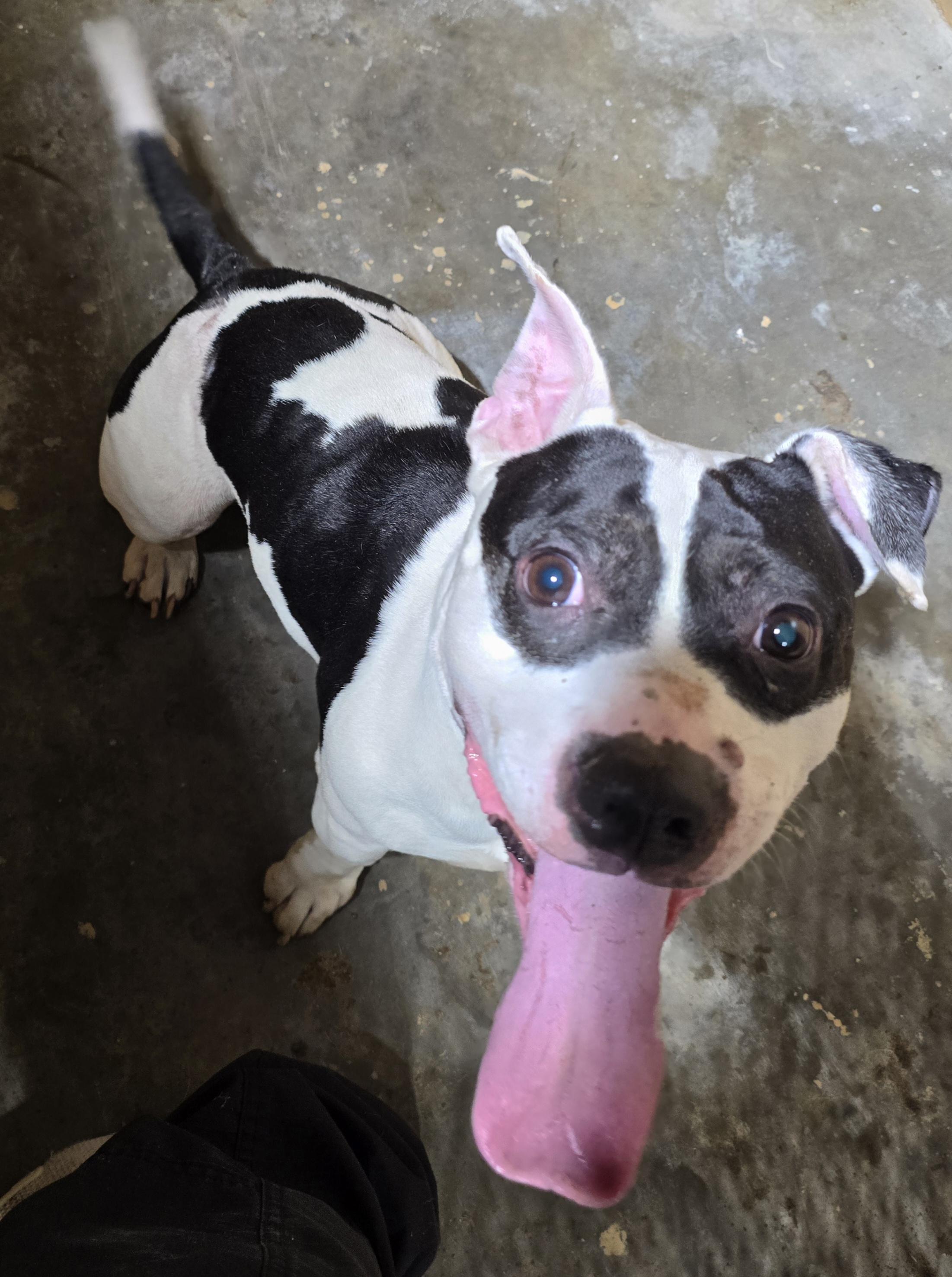 Niko, ADOPTABLE, Young Male Mixed Breed.