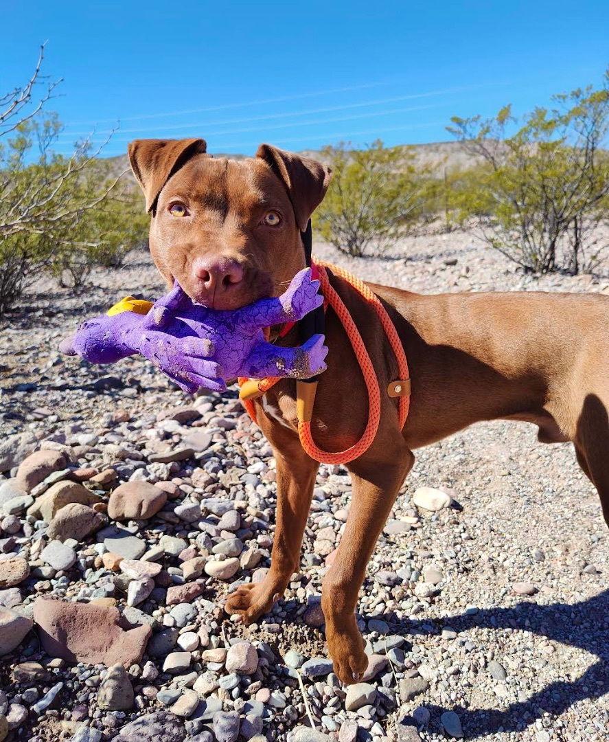 Twix, a Adoptable Chocolate Labrador Retriever in Williamsburg, NM image 2/4