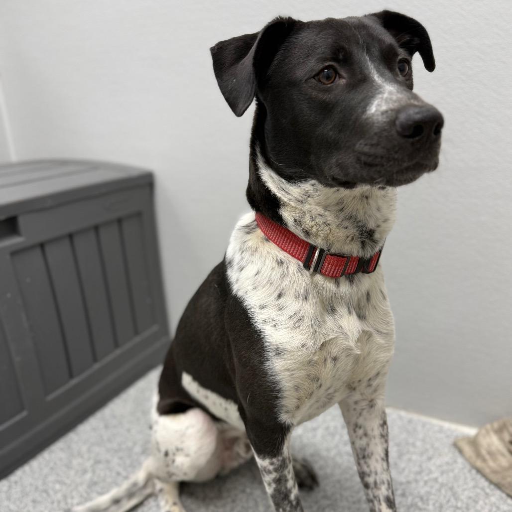 Enlarge Blue, a Adoptable mixed breed in Monticello, IA image 5/6