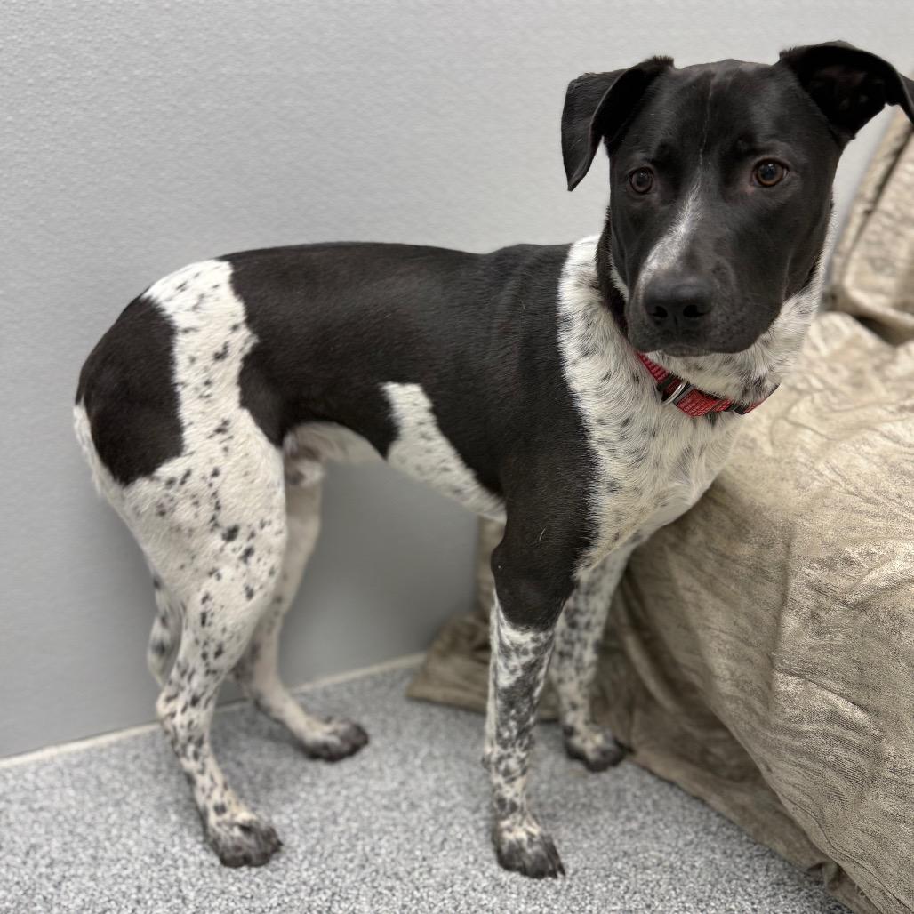 Enlarge Blue, a Adoptable mixed breed in Monticello, IA image 2/6