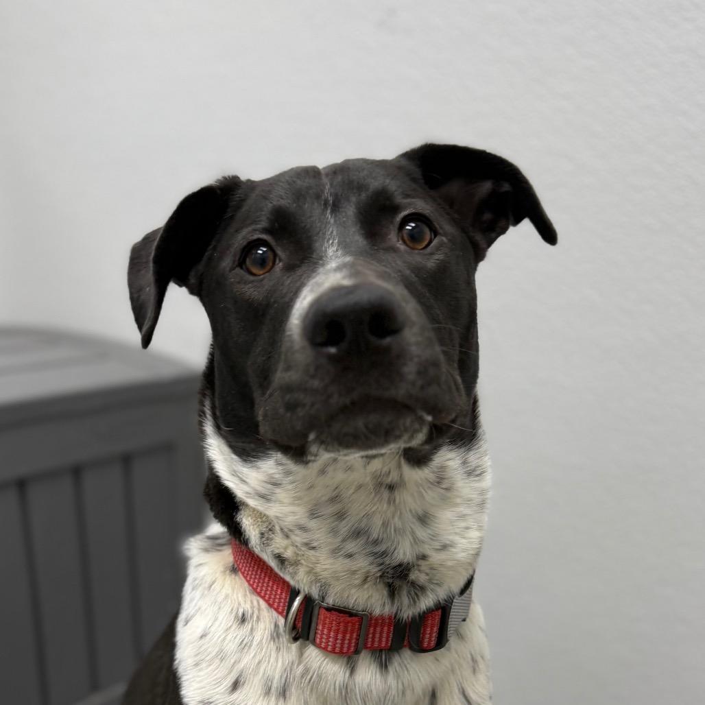 Enlarge Blue, a Adoptable mixed breed in Monticello, IA image 4/6