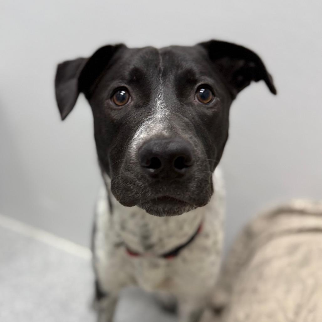 Enlarge Blue, a Adoptable mixed breed in Monticello, IA image 6/6
