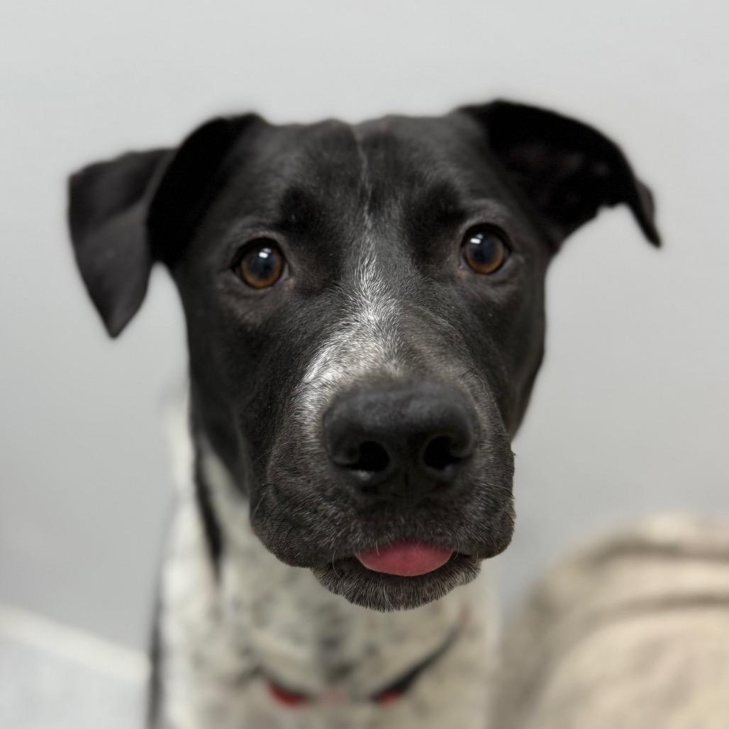 Blue, Adoptable, Young Female Blue Lacy & Labrador Retriever.