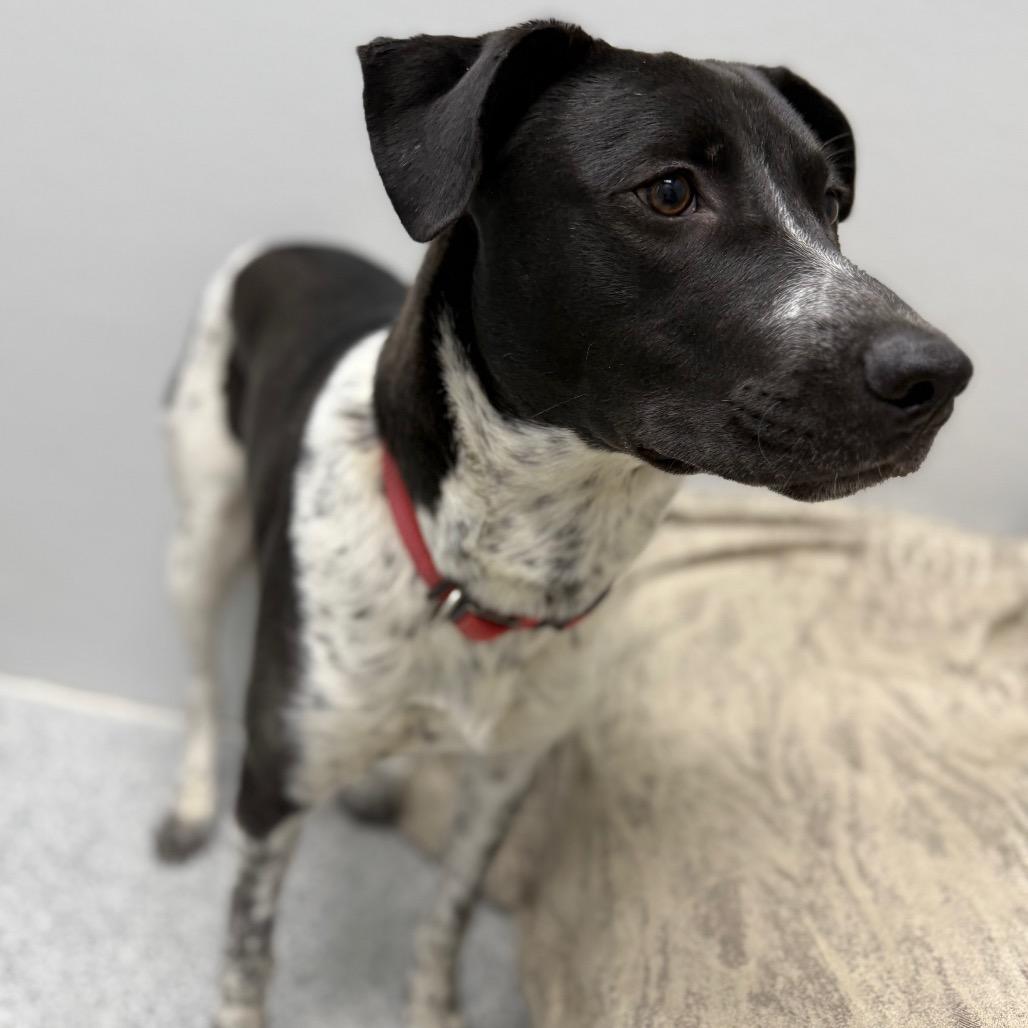 Enlarge Blue, a Adoptable mixed breed in Monticello, IA image 3/6