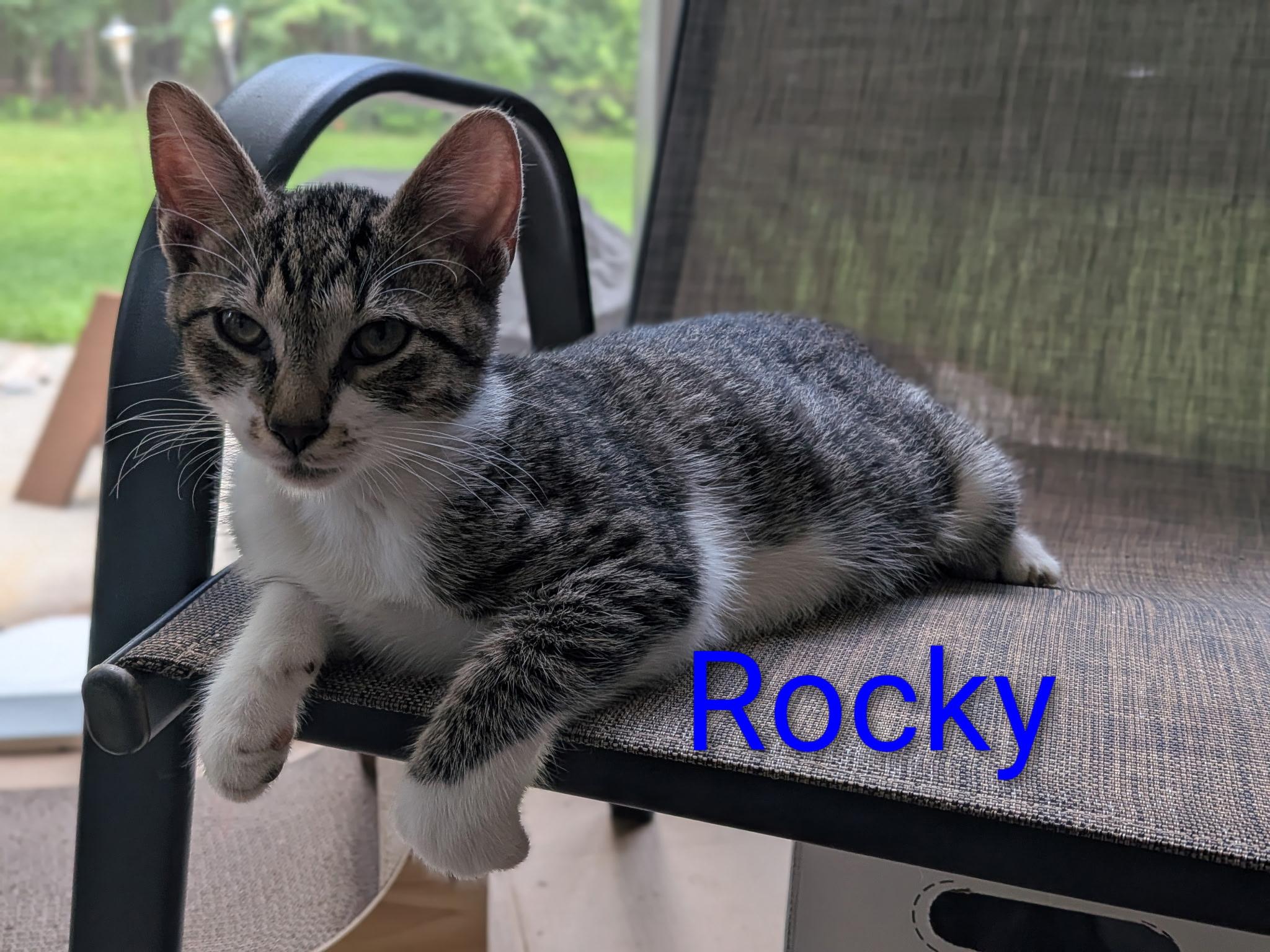 Rocky, a Adoptable Domestic Short Hair in Malden, MA image 1/3