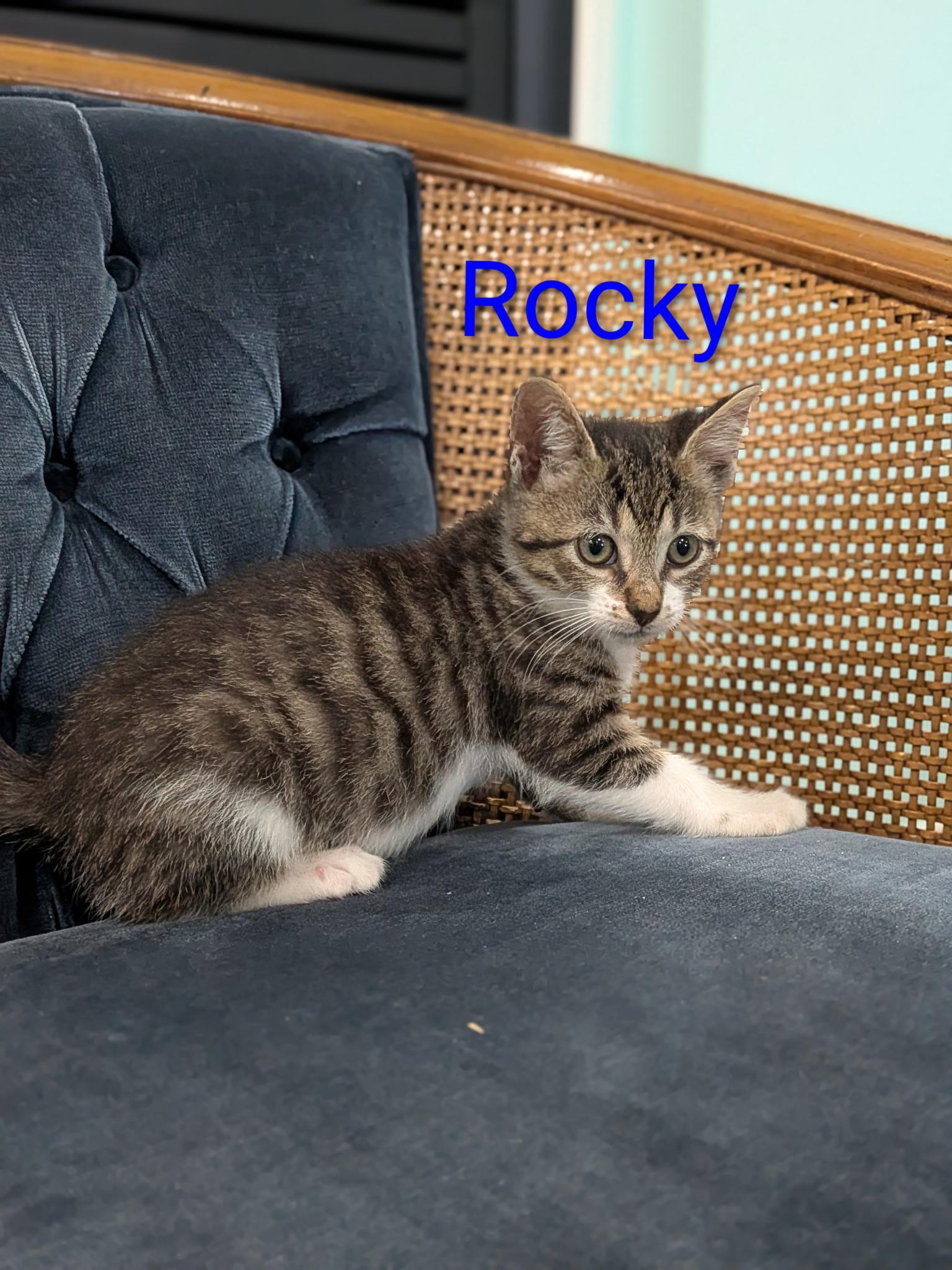 Rocky, a Adoptable Domestic Short Hair in Malden, MA image 2/3
