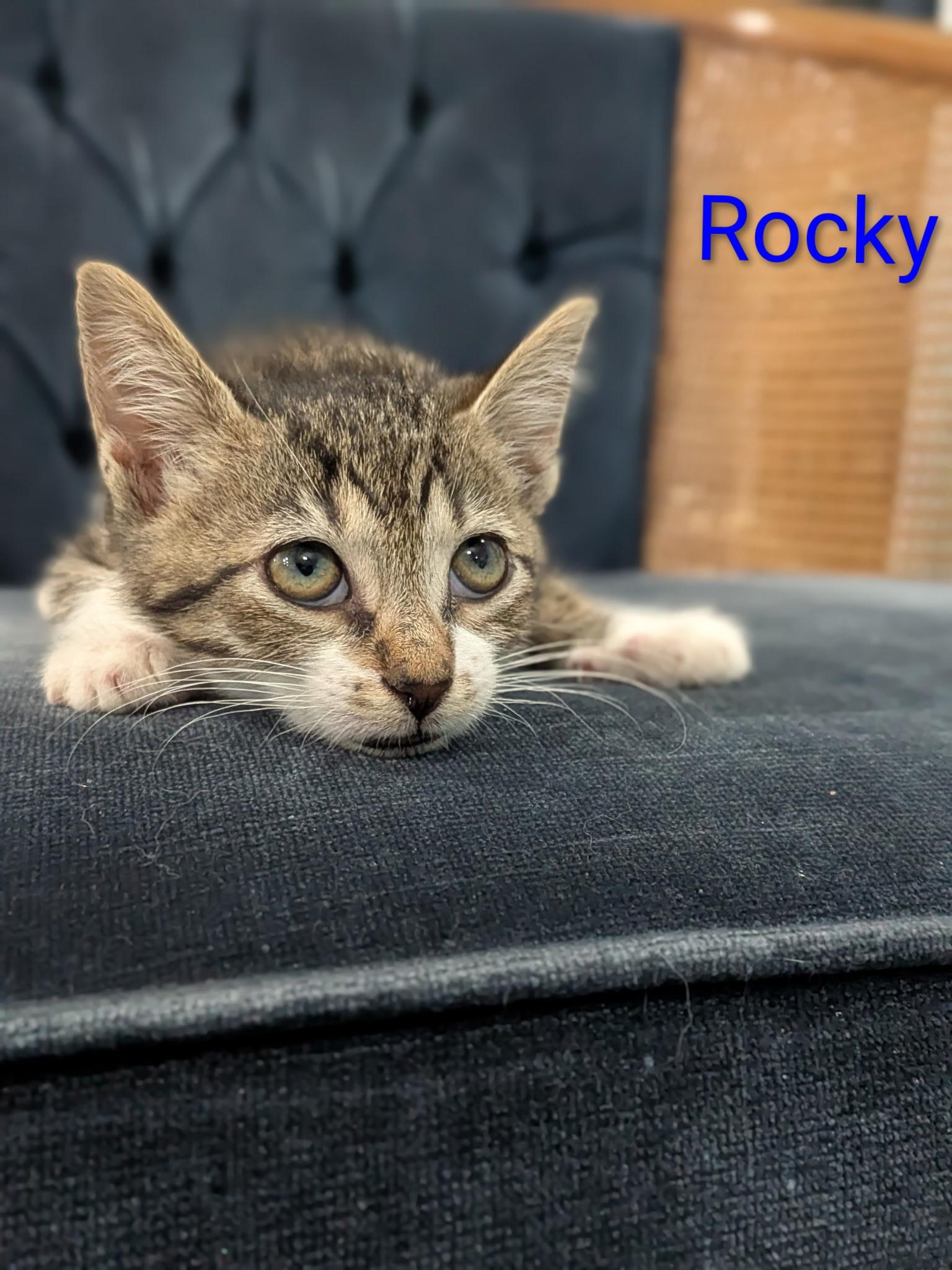 Rocky, a Adoptable Domestic Short Hair in Malden, MA image 3/3