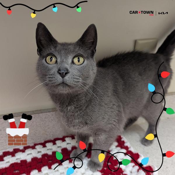 Baby, Adoptable, Senior Female Domestic Short Hair.