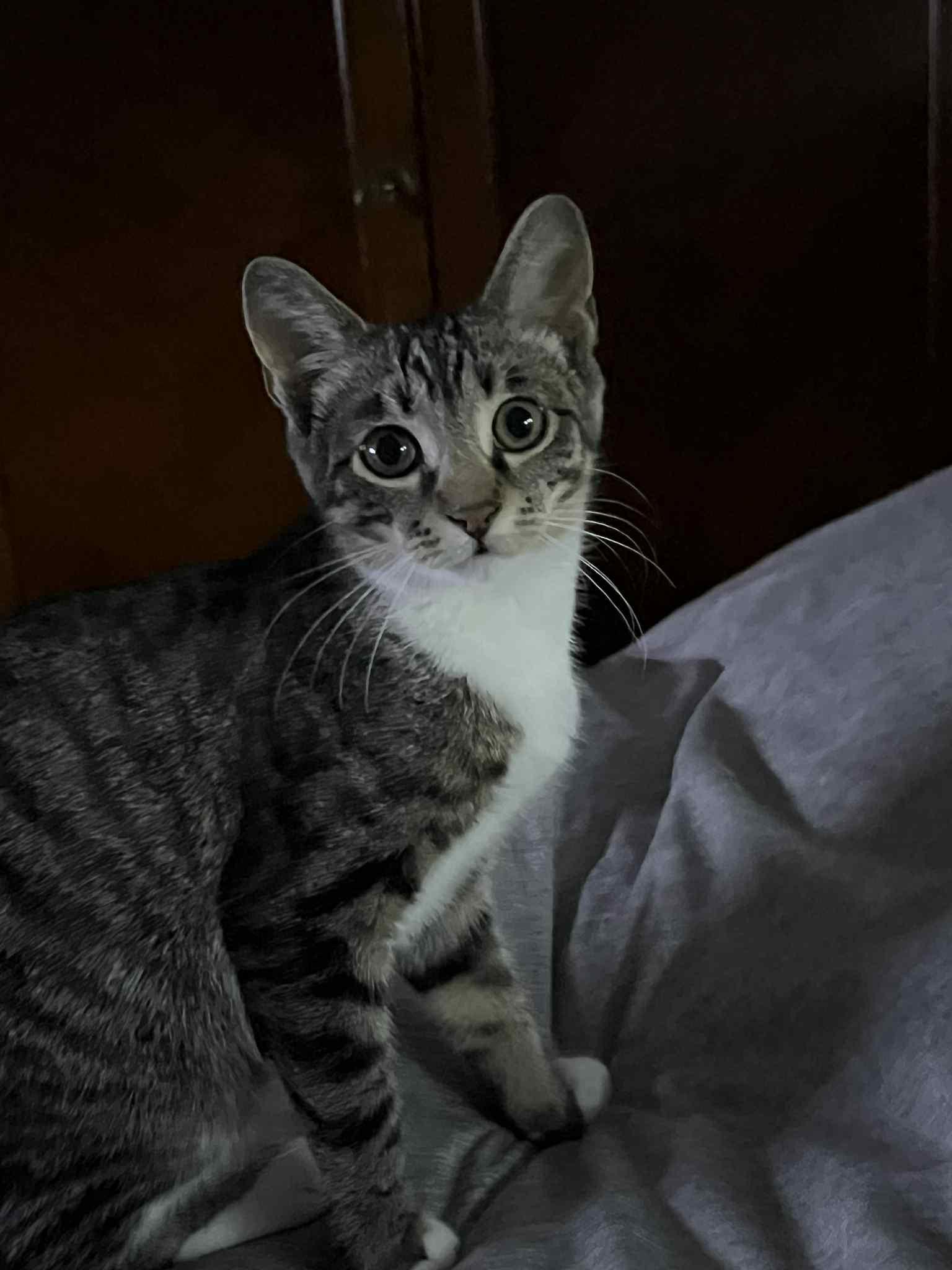 Enlarge Gabbana, a Adoptable Domestic Short Hair in Wading River, NY image 1/4