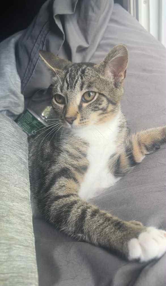 Enlarge Gabbana, a Adoptable Domestic Short Hair in Wading River, NY image 2/4