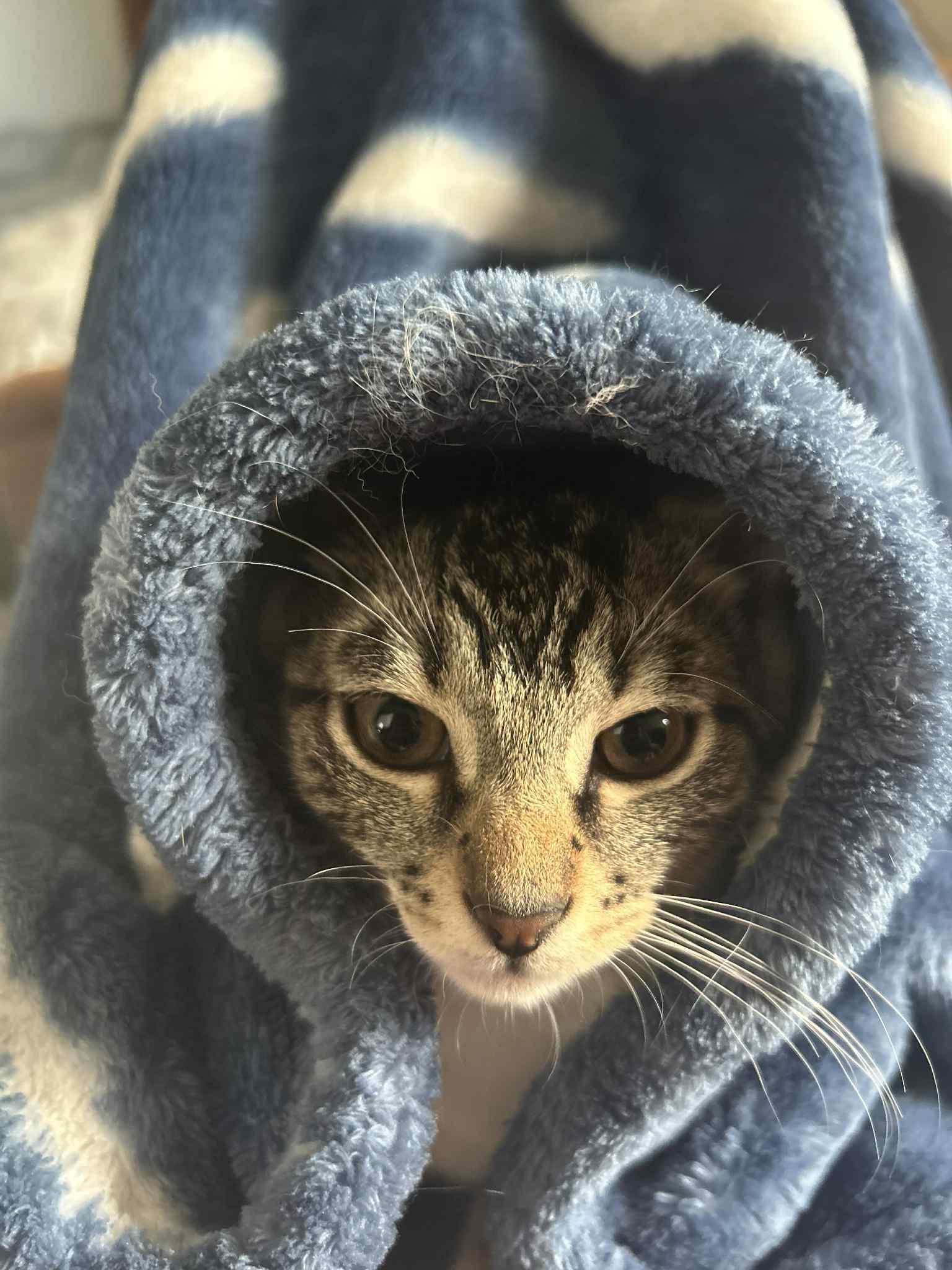 Gabbana, Adoptable, Kitten Female Domestic Short Hair.