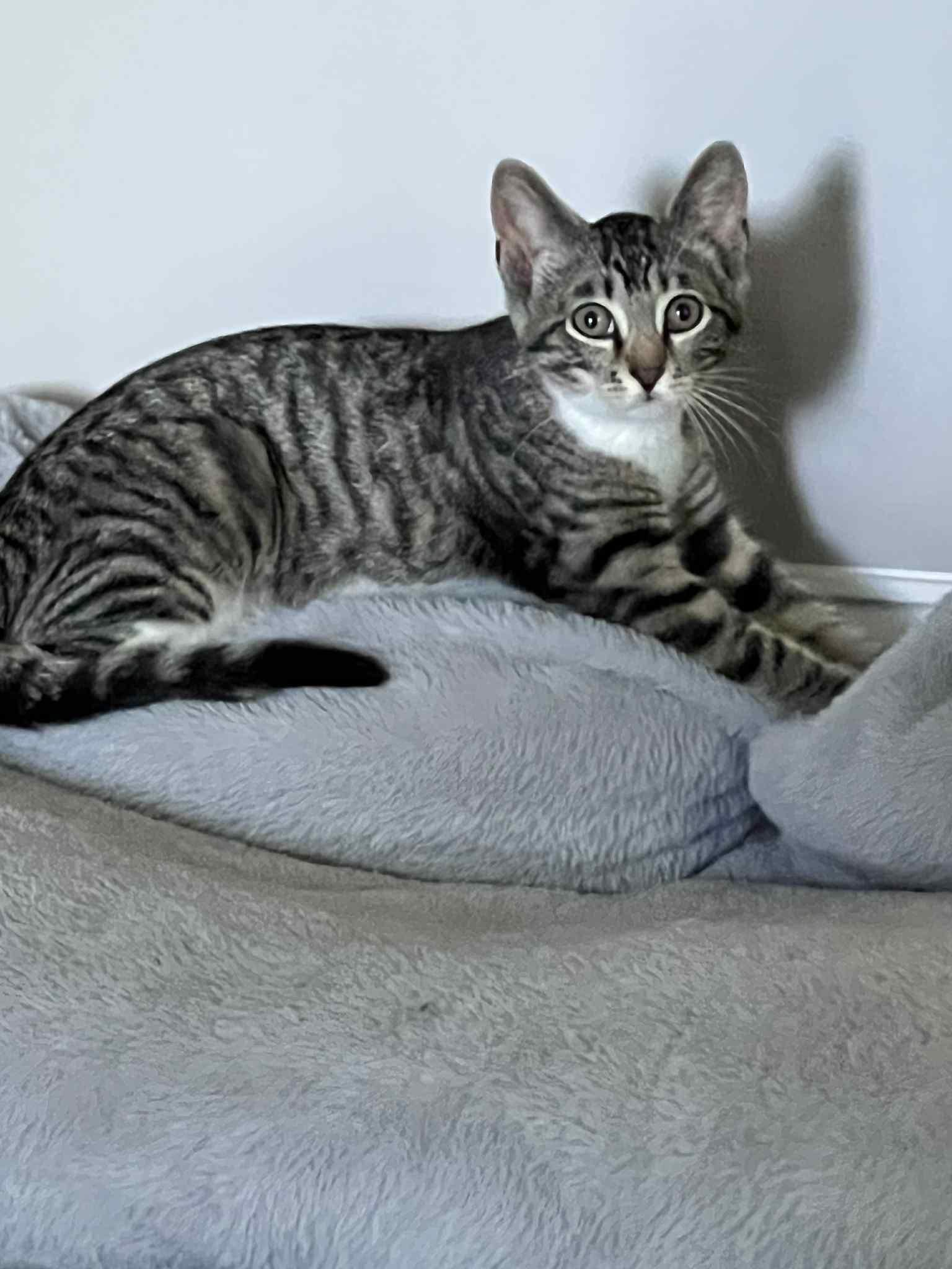 Enlarge Gabbana, a Adoptable Domestic Short Hair in Wading River, NY image 4/4