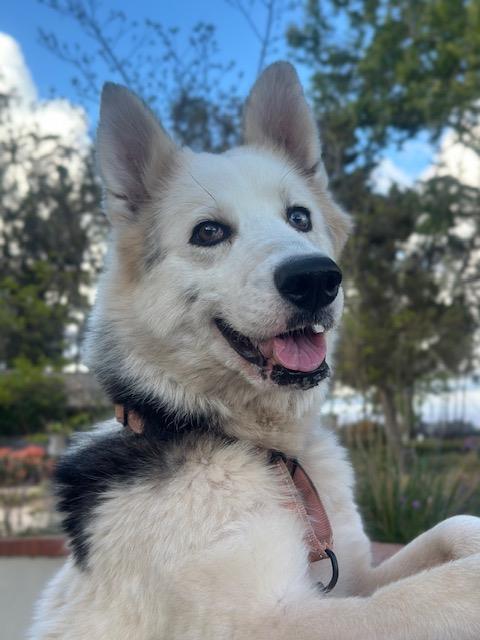 Enlarge NIBLA, a Adoptable Siberian Husky in Santa Maria, CA image 1/1