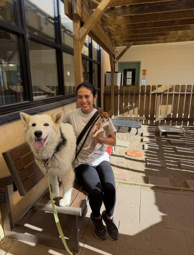 NIBLA, Adoptable, Adult Female Siberian Husky.