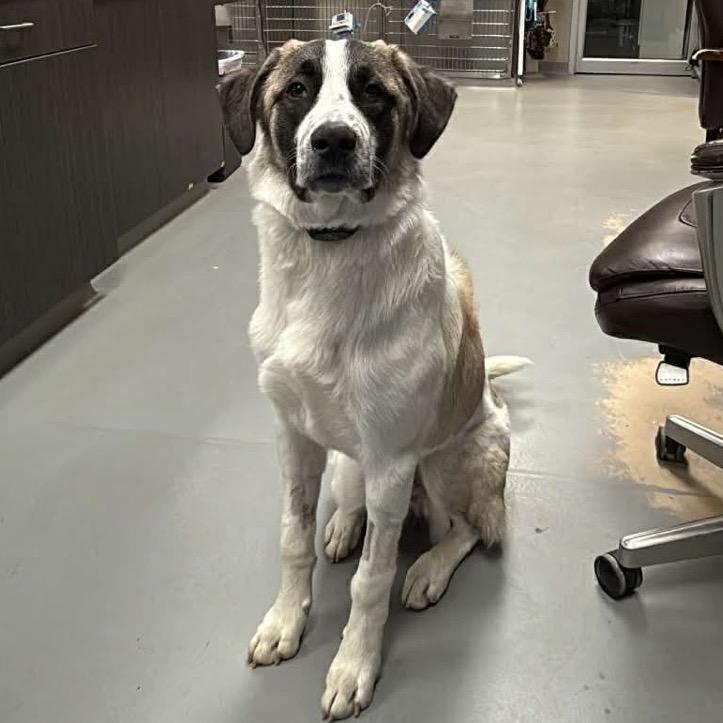 Enlarge Tony, a Adoptable mixed breed in North Canton, OH image 1/5