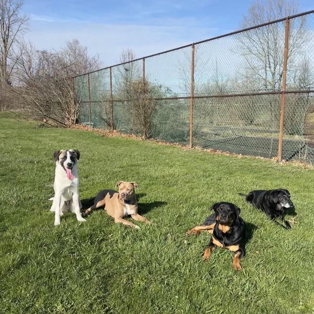 Enlarge Tony, a Adoptable mixed breed in North Canton, OH image 2/5