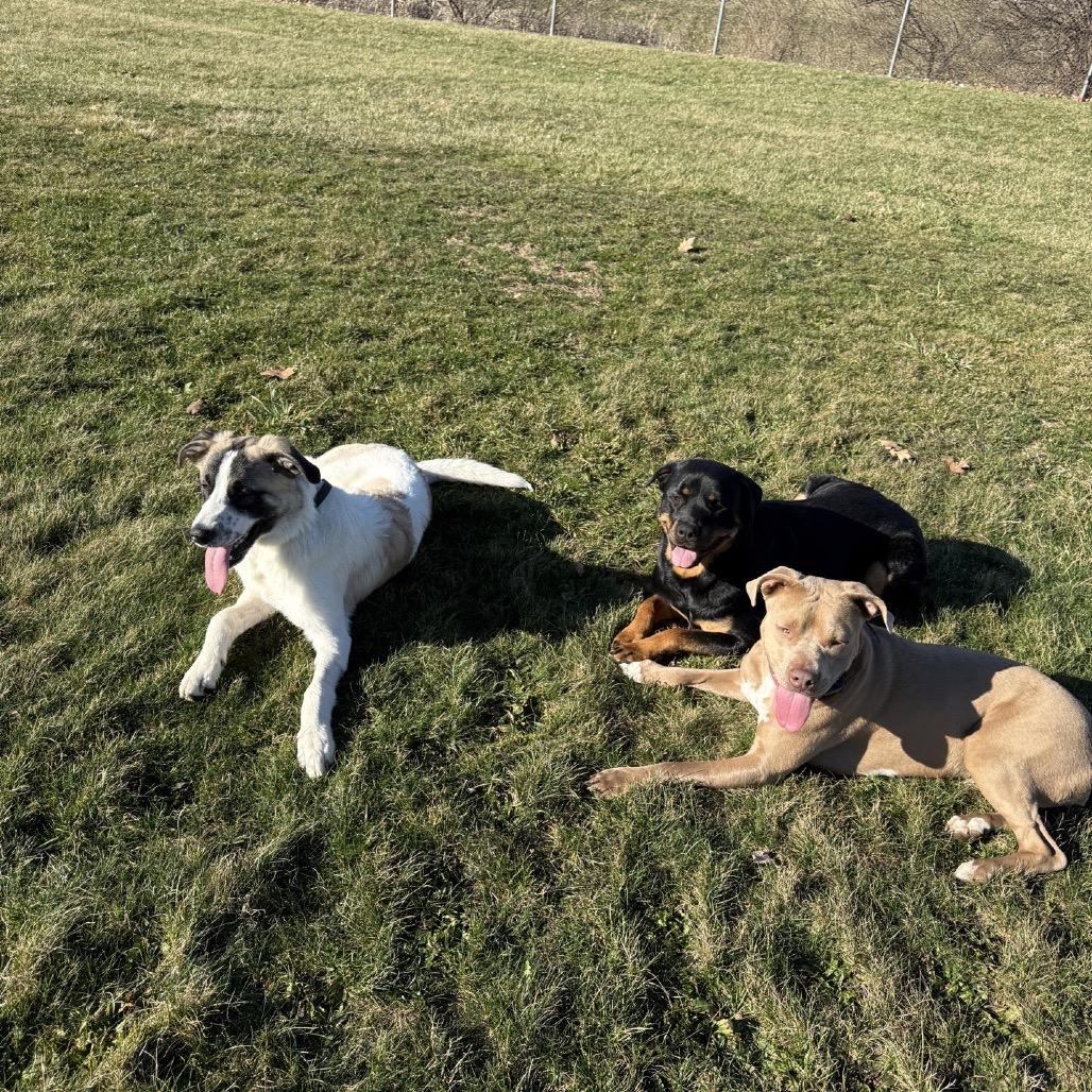 Enlarge Tony, a Adoptable mixed breed in North Canton, OH image 3/5