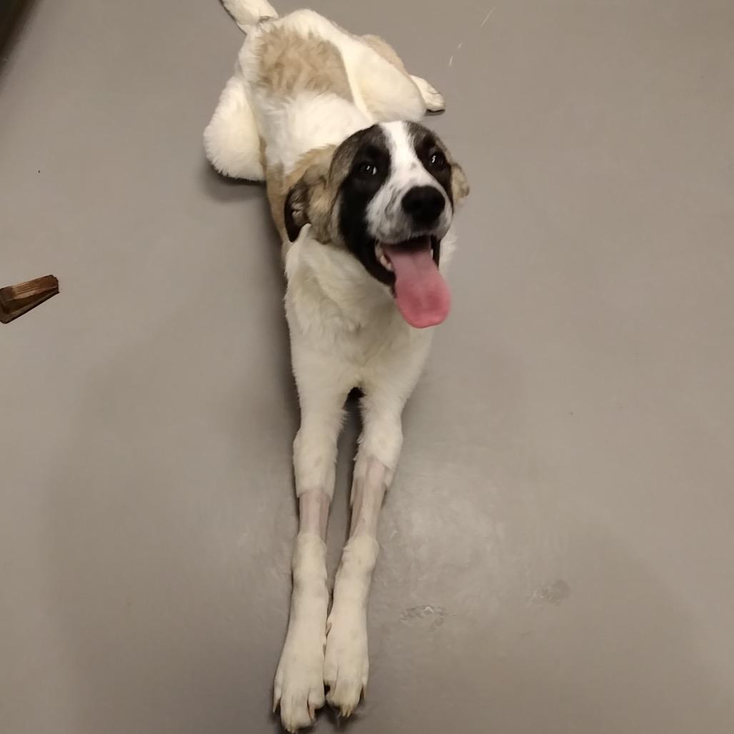 Enlarge Tony, a Adoptable mixed breed in North Canton, OH image 4/5