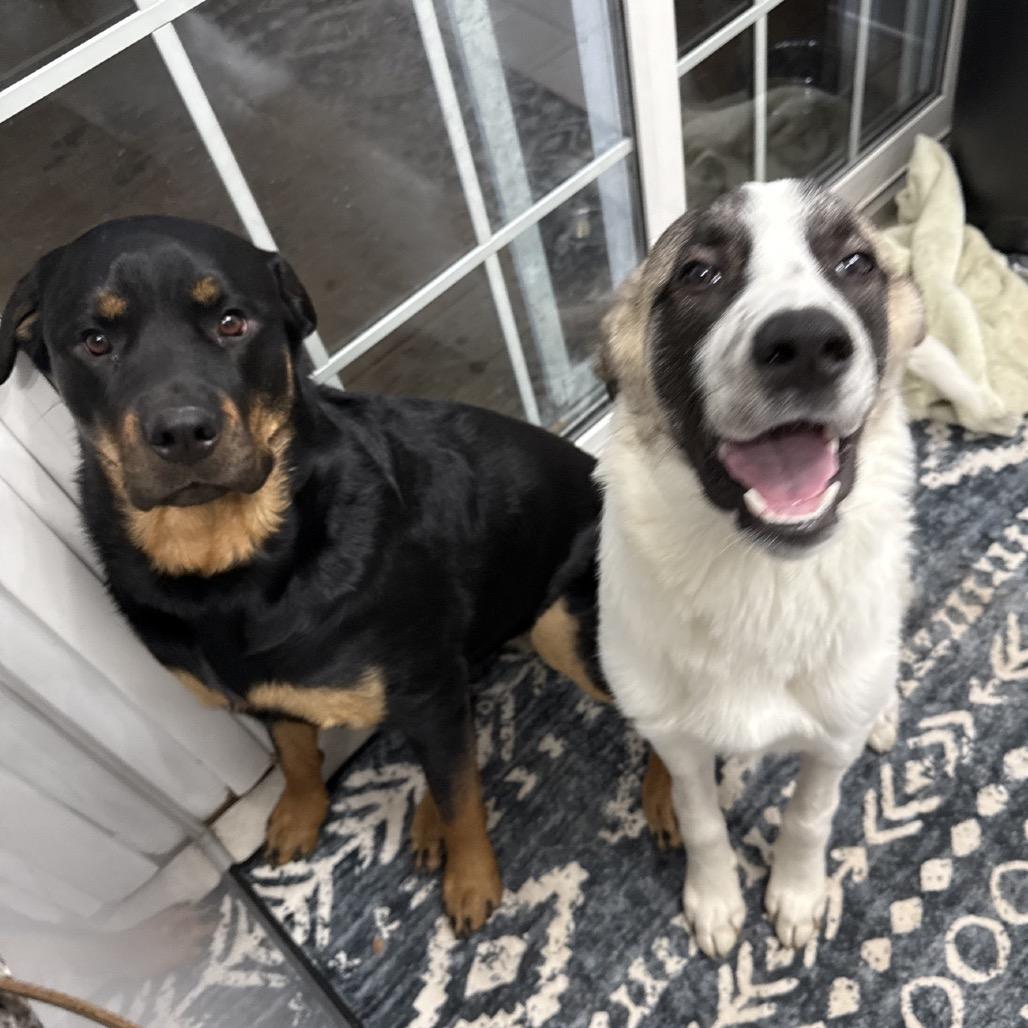 Enlarge Tony, a Adoptable mixed breed in North Canton, OH image 5/5