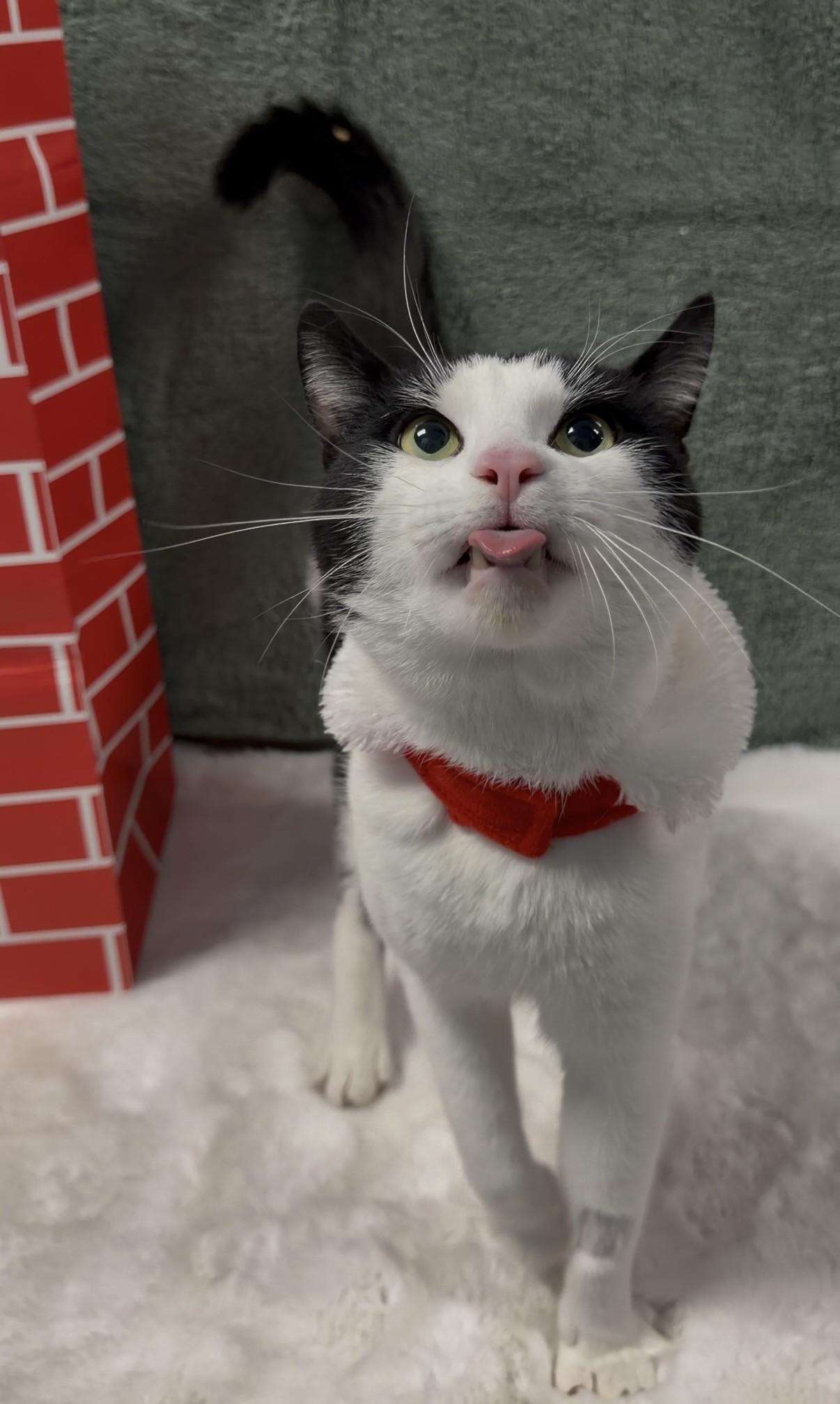 Enlarge Dewey, a ADOPTABLE Domestic Short Hair in Delta, BC image 2/2