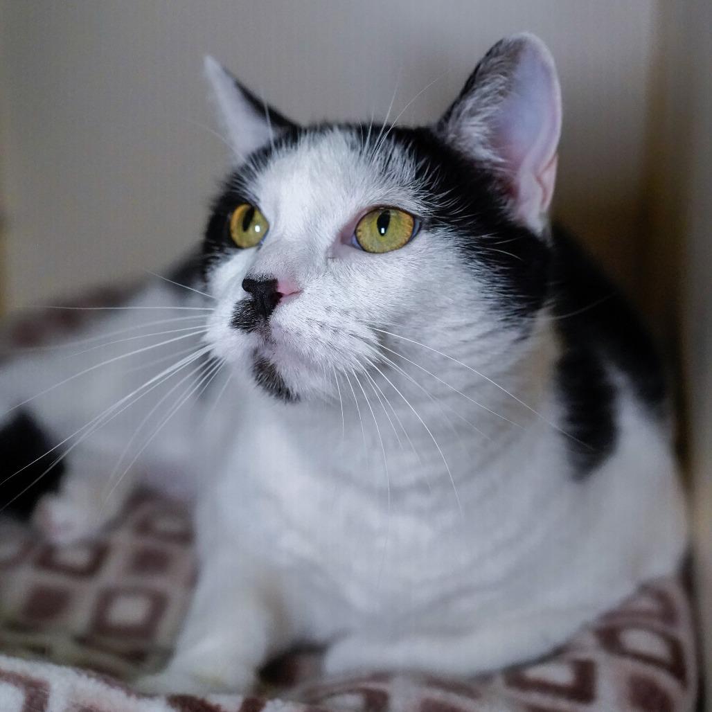 Enlarge Callie, a Adoptable Domestic Short Hair in Thomaston, ME image 1/2