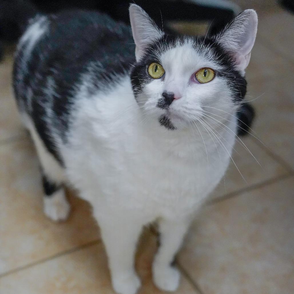 Enlarge Callie, a Adoptable Domestic Short Hair in Thomaston, ME image 2/4