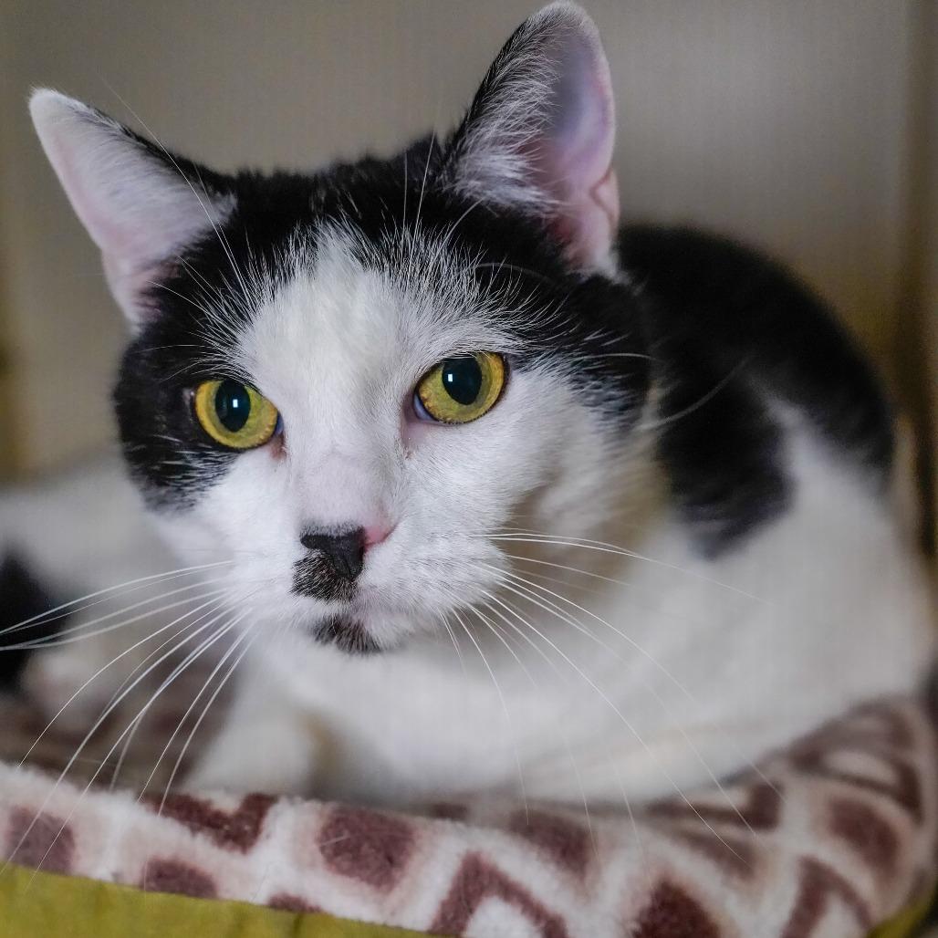 Enlarge Callie, a Adoptable Domestic Short Hair in Thomaston, ME image 2/2