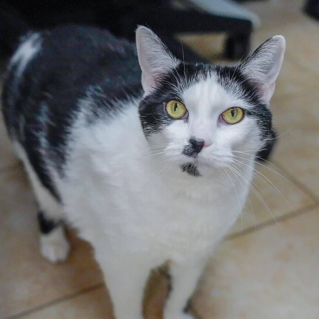 Enlarge Callie, a Adoptable Domestic Short Hair in Thomaston, ME image 4/4