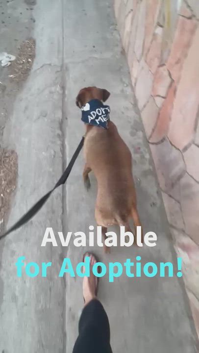 Enlarge Chipotle, a Adoptable mixed breed in Toronto, ON video 4/6