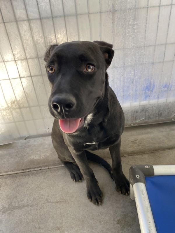 Enlarge Donna, a Adoptable mixed breed in Victorville, CA image 1/1