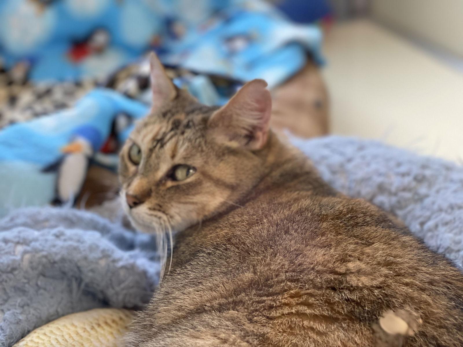 Dixie, Adoptable, Adult Female Domestic Short Hair.