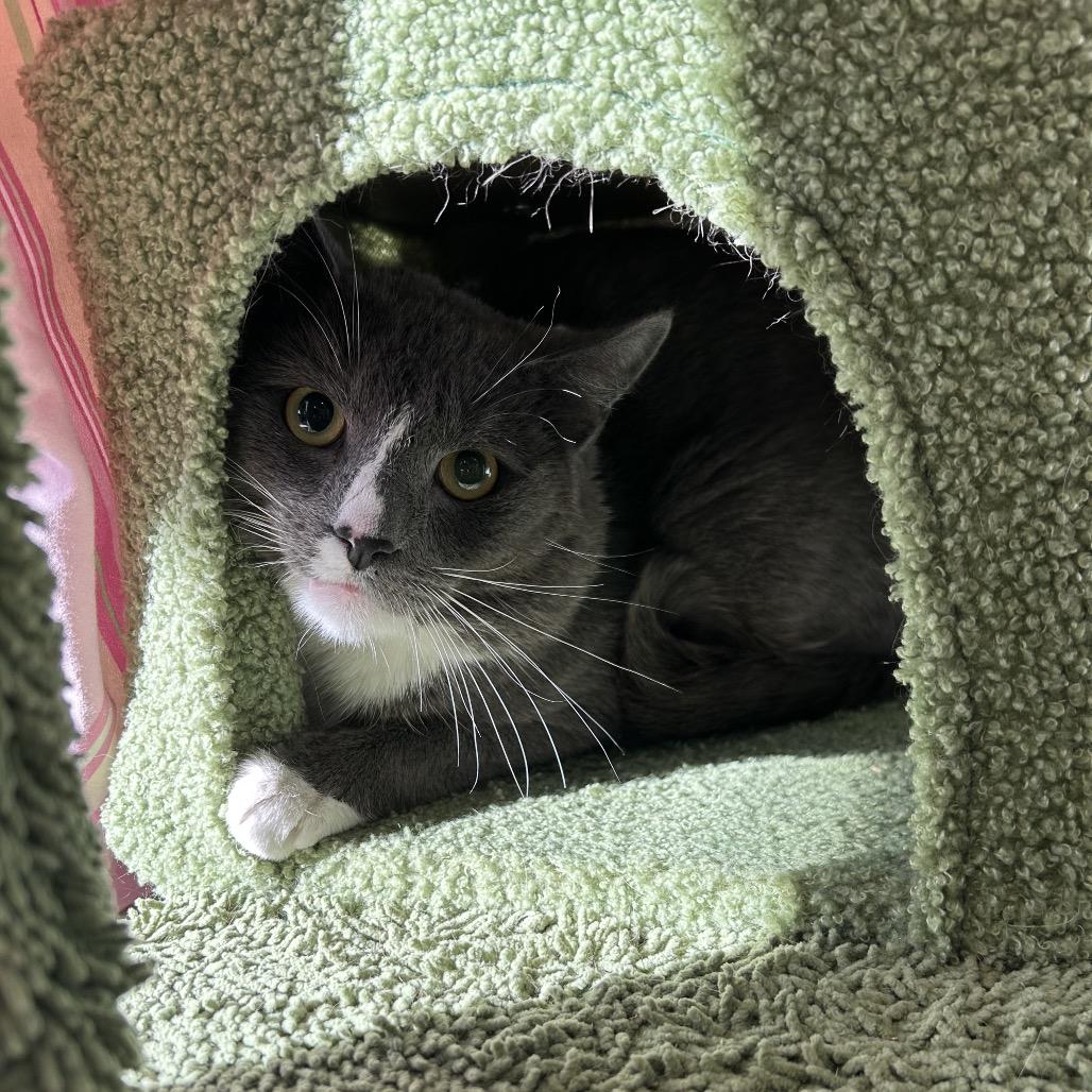 Enlarge Samson, a Adoptable Domestic Short Hair in Bedford, NH image 1/1