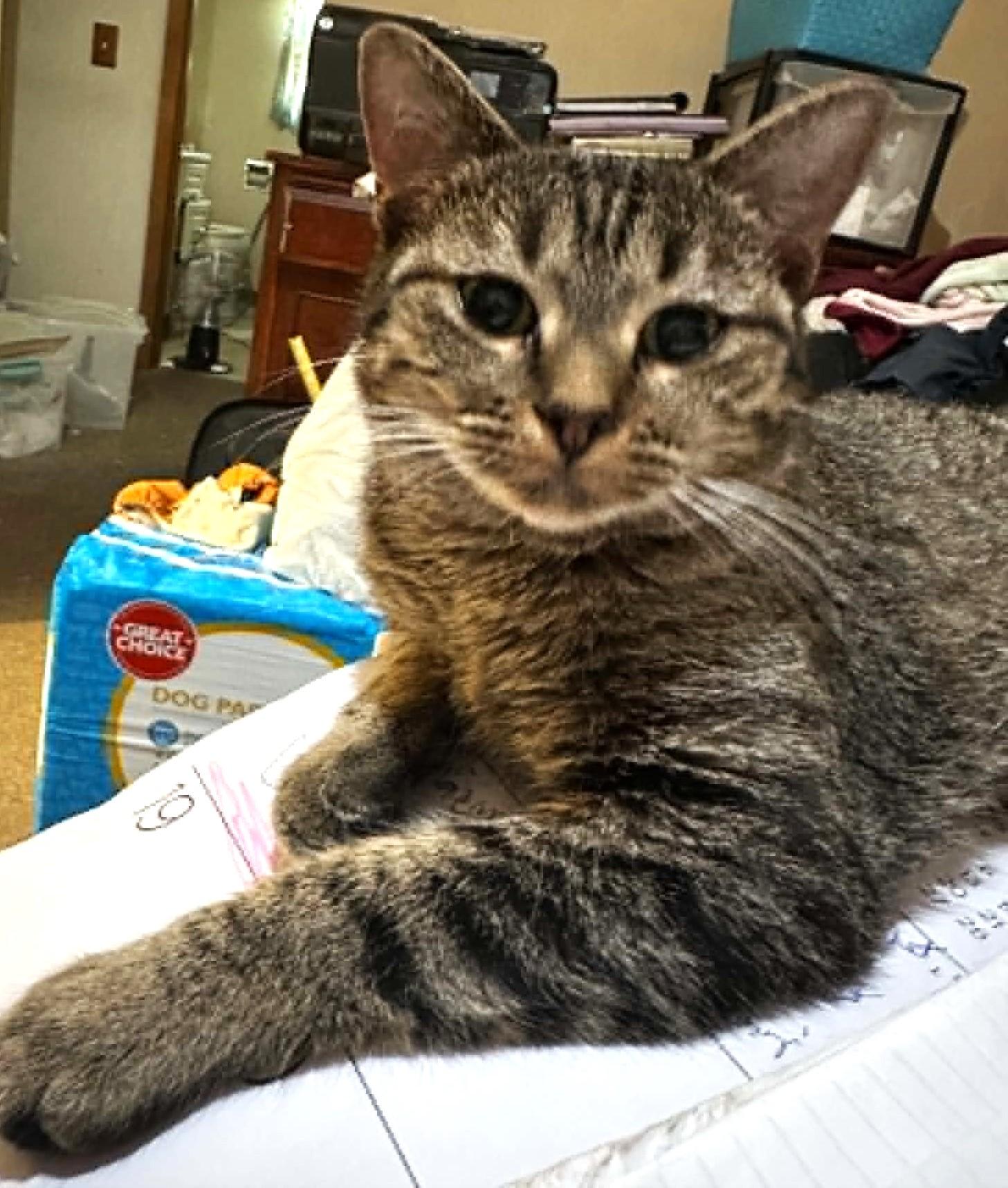 Enlarge Abby, a Adopted mixed breed in Duluth, MN image 1/2