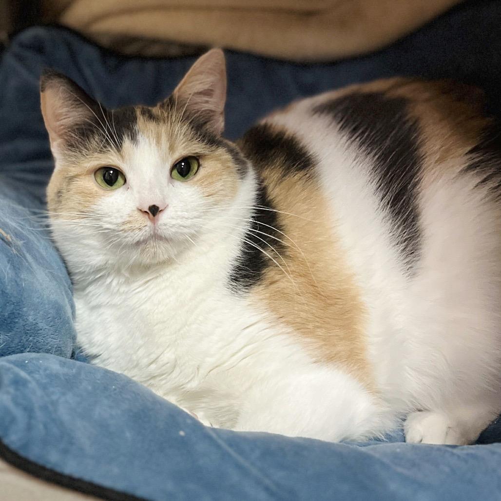 Enlarge Layla, a Adoptable Domestic Short Hair in Owosso, MI image 1/6