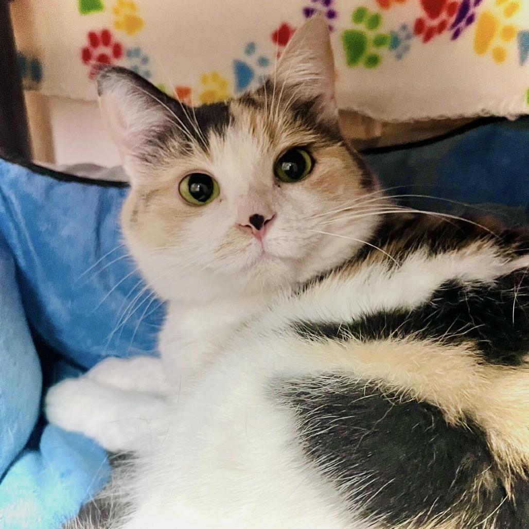 Enlarge Layla, a Adoptable Domestic Short Hair in Owosso, MI image 2/6