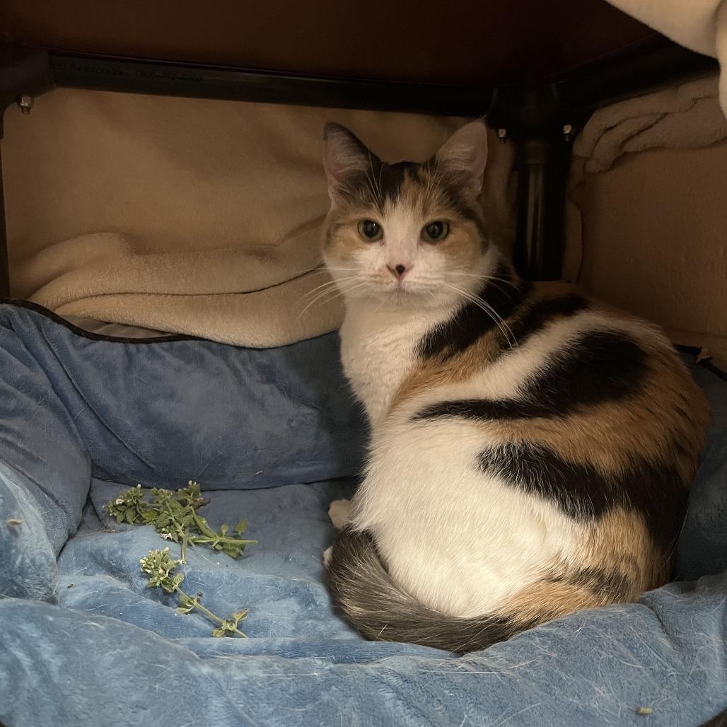 Enlarge Layla, a Adoptable Domestic Short Hair in Owosso, MI image 3/6
