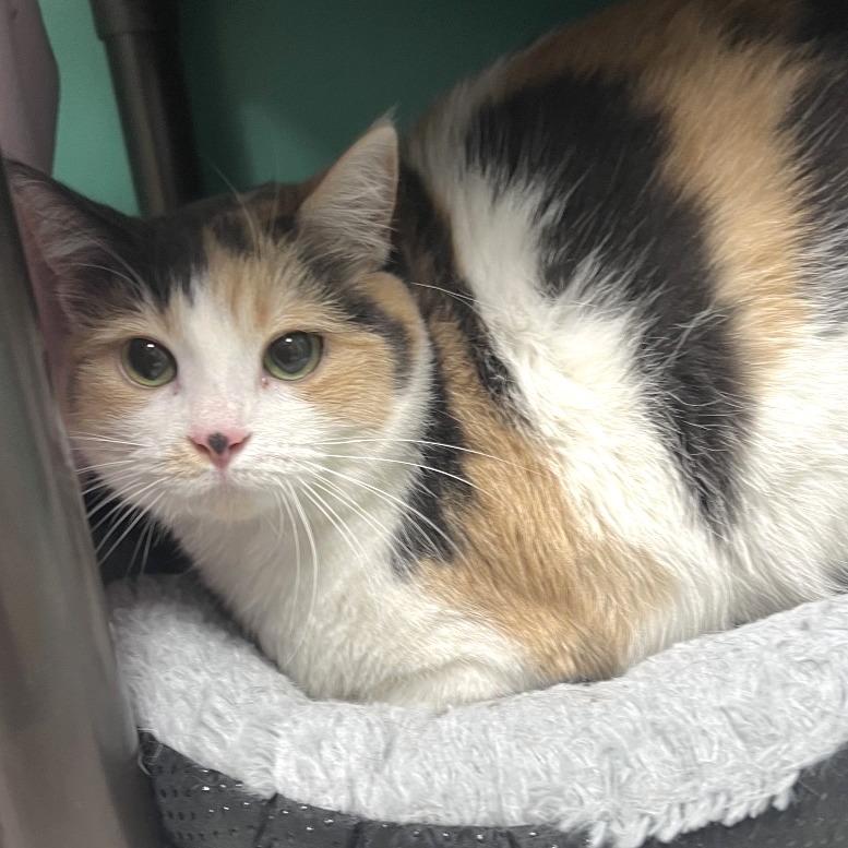 Enlarge Layla, a Adoptable Domestic Short Hair in Owosso, MI image 4/6
