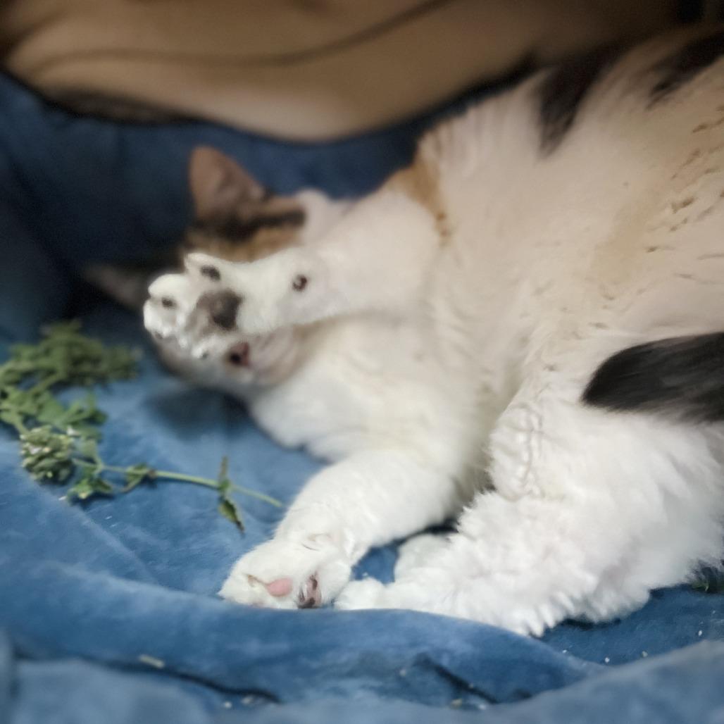 Enlarge Layla, a Adoptable Domestic Short Hair in Owosso, MI image 5/6