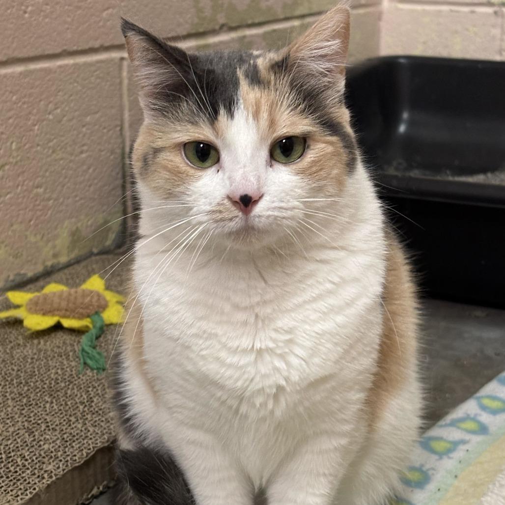 Enlarge Layla, a Adoptable Domestic Short Hair in Owosso, MI image 6/6