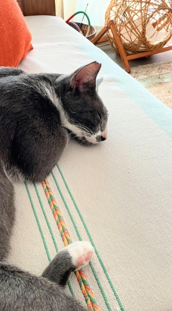 Ofelia, Adoptable, Young Female Domestic Short Hair.