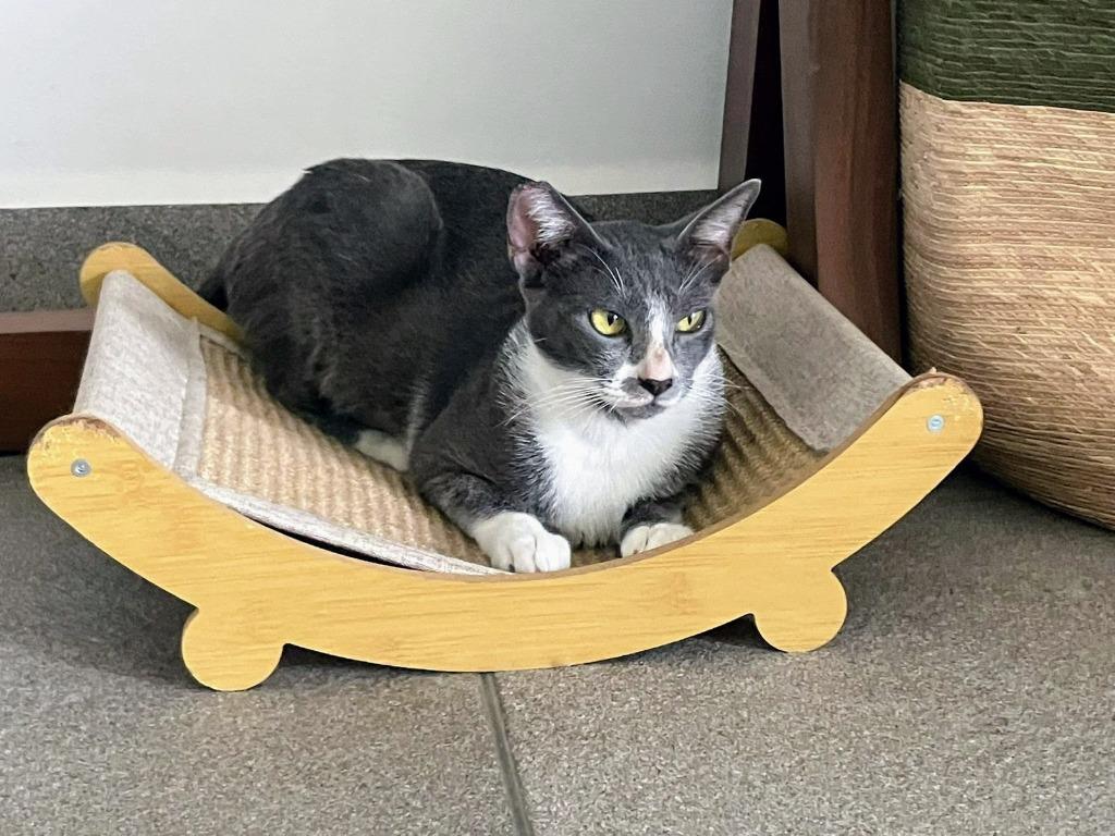 Enlarge Ofelia, a Adoptable mixed breed in Anchorage, AK image 4/6