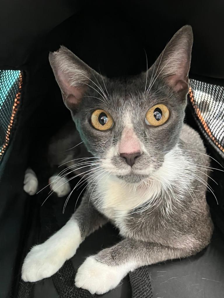 Ofelia, Adoptable, Young Female Domestic Short Hair.