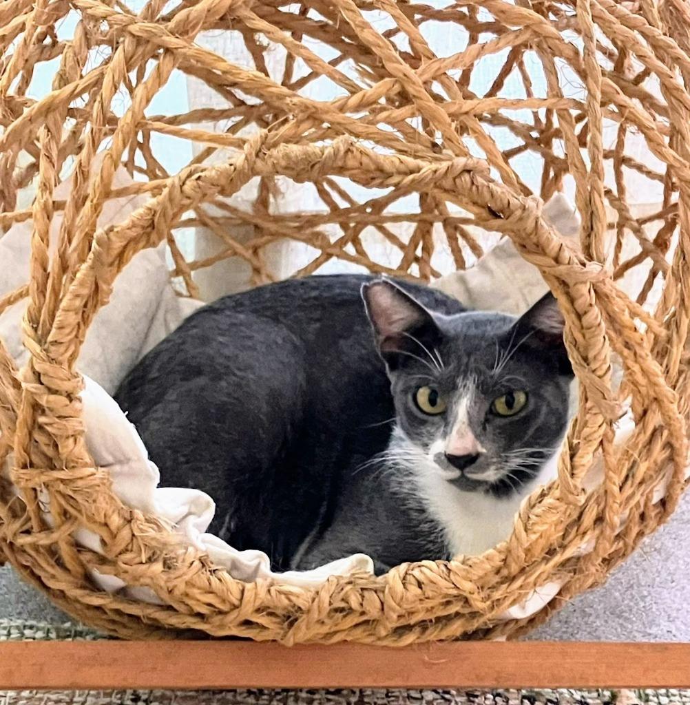 Enlarge Ofelia, a Adoptable mixed breed in Anchorage, AK image 6/6